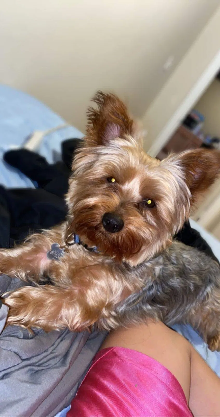 Lost dog in Fort Worth, TX, 76110
