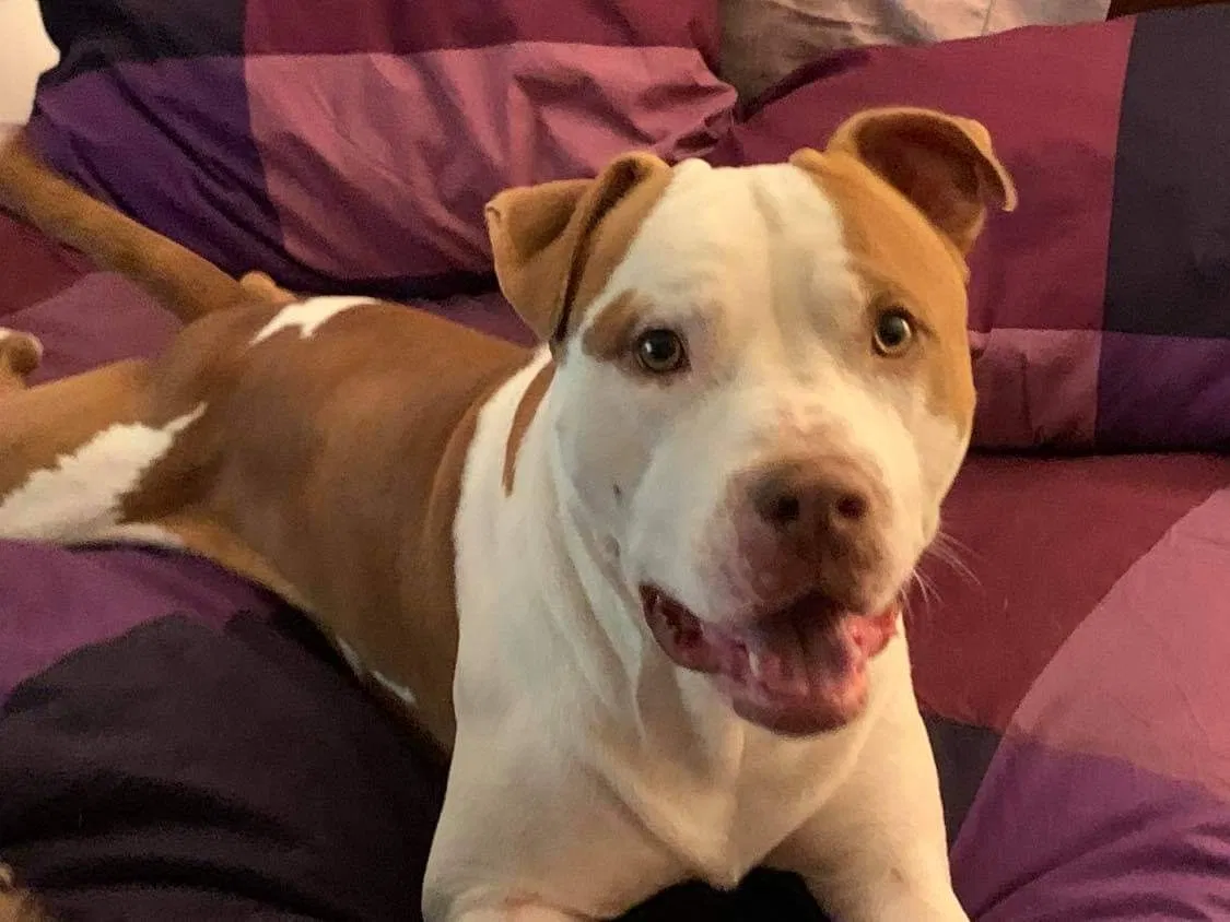 Lost dog in Lafayette, LA, 70501