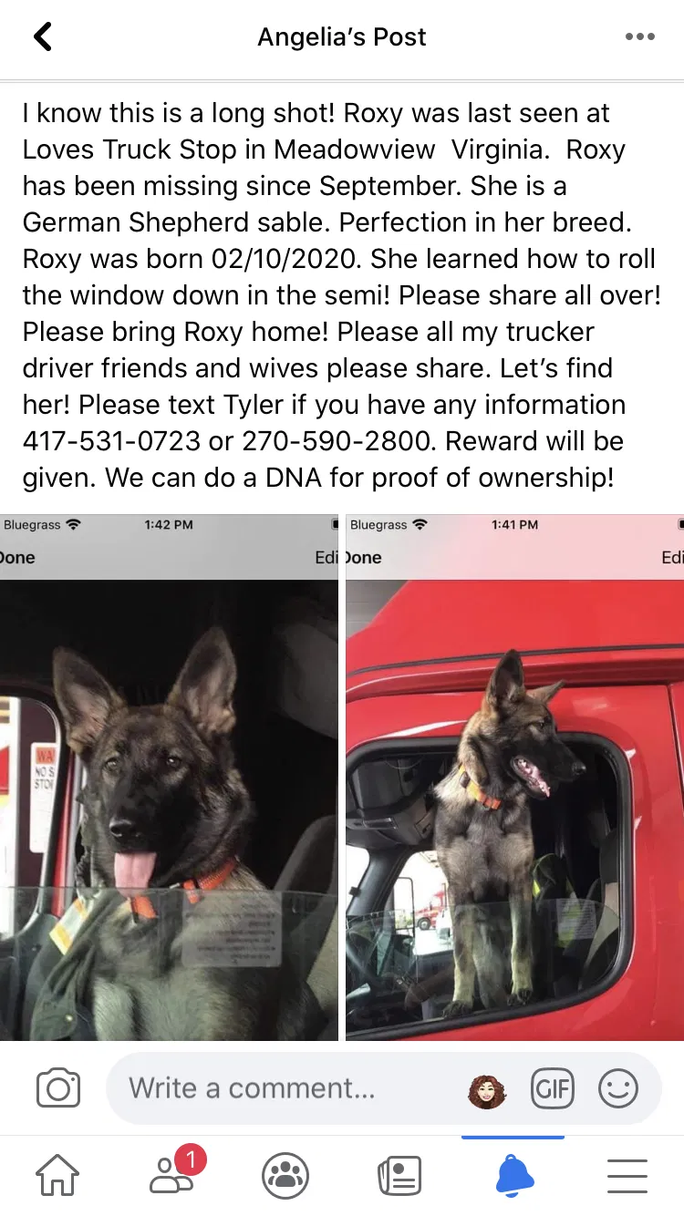 Lost dog in Meadowview, VA, 24361