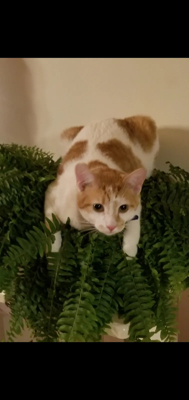 Lost cat in Allegan, MI, 49010