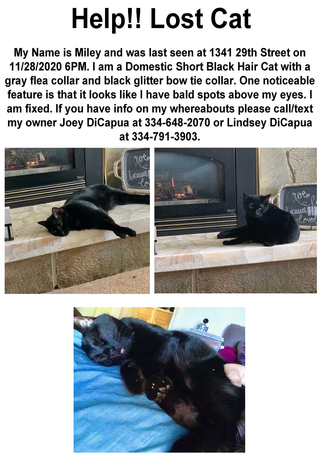 Lost cat in Ogden, UT, 84403