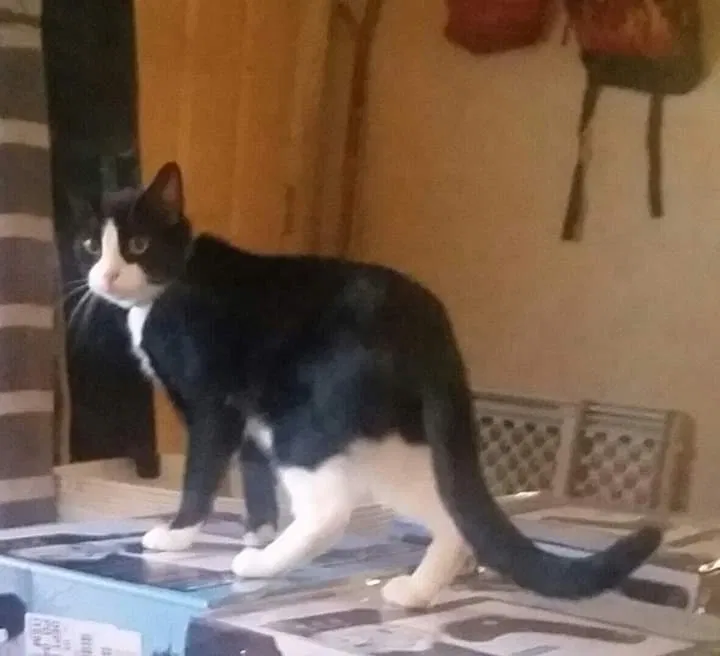 Lost cat in South Bend, IN, 46628