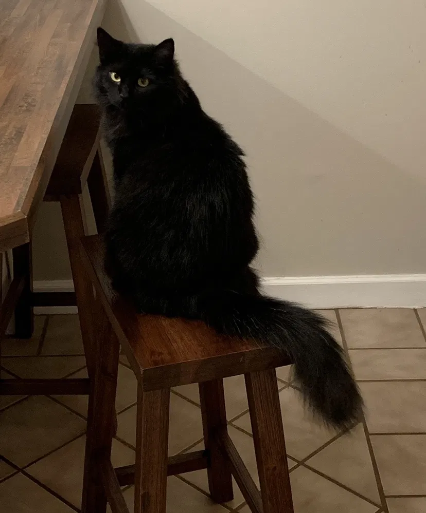 Lost cat in Mentor, OH, 44060