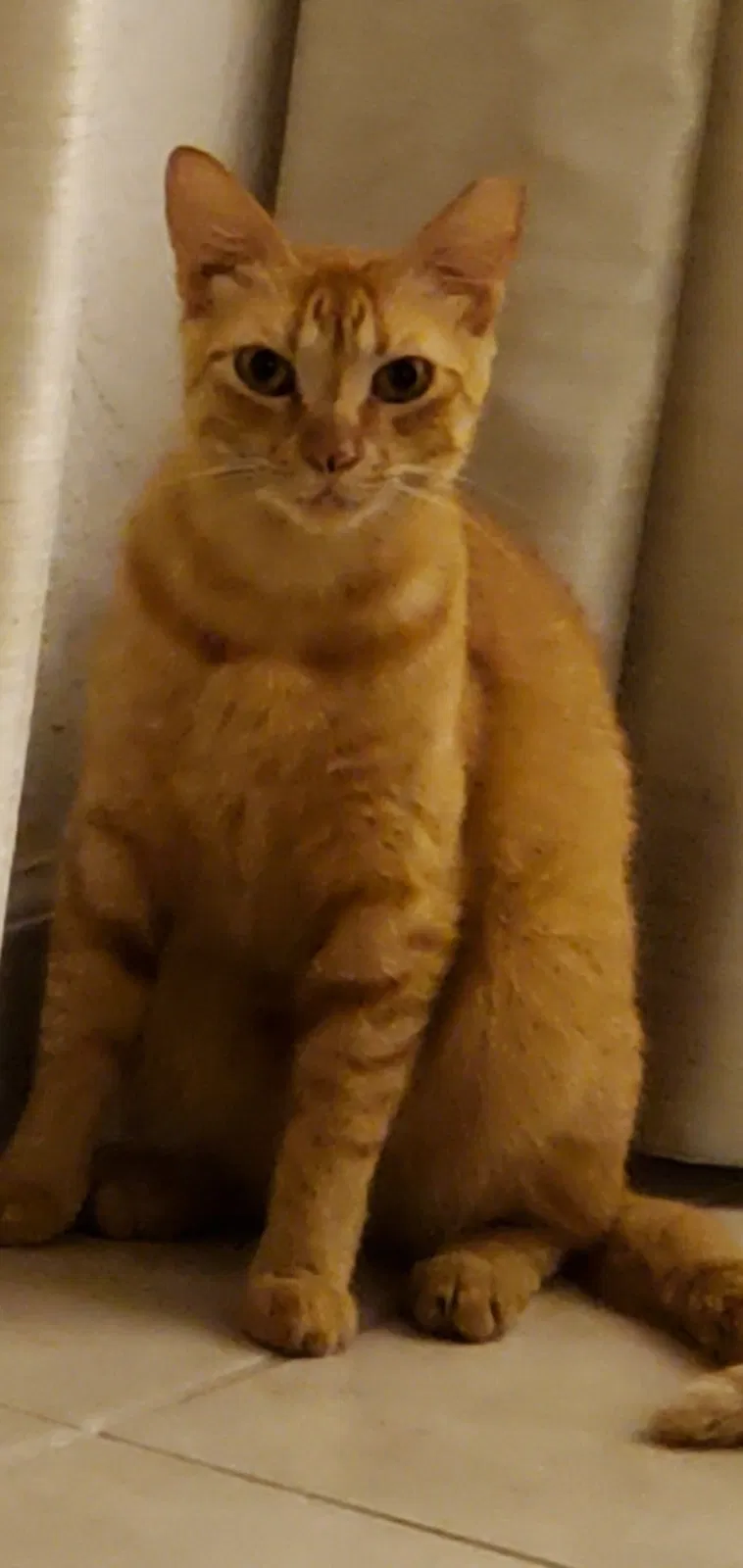 Lost cat in Palm City, FL, 34990