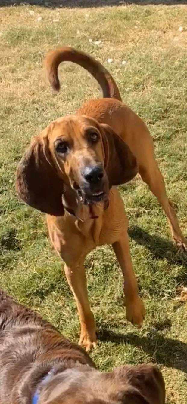 Lost dog in Lubbock, TX, 79424
