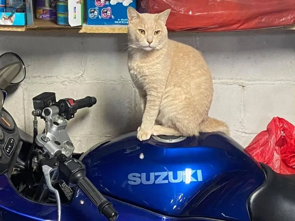 Lost cat in Mount Carmel, TN, 37645