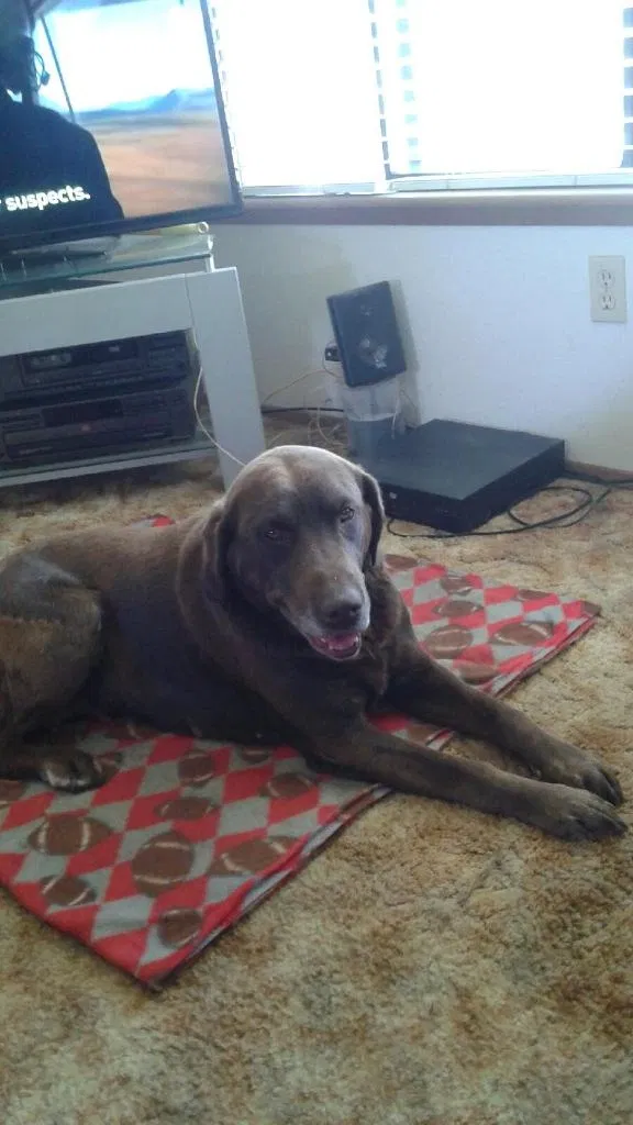 Lost dog in Bothell, WA, 98012