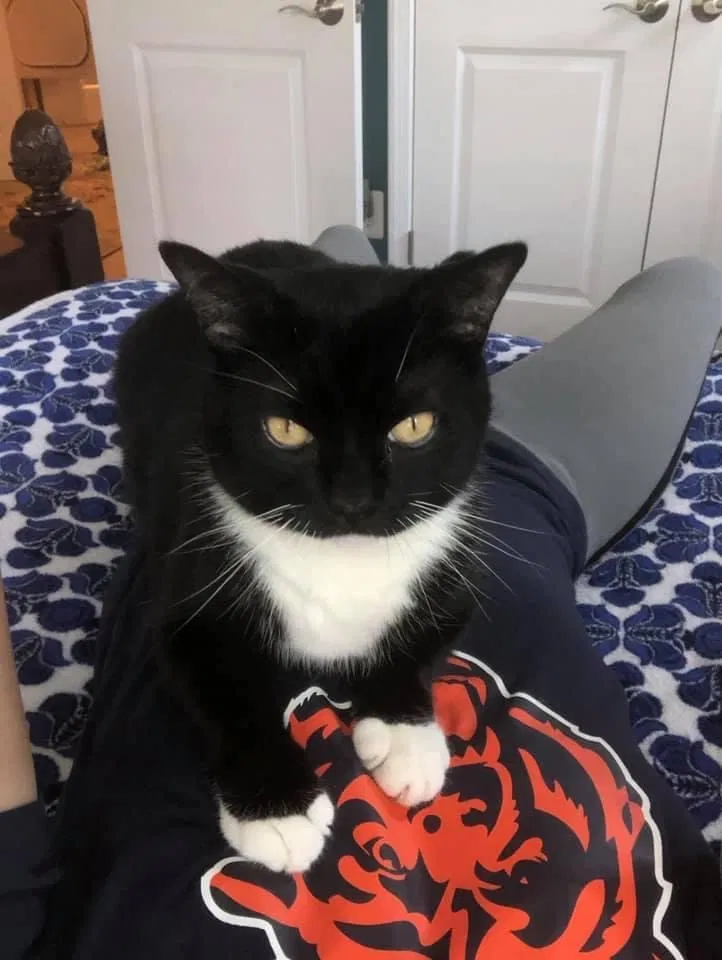 Lost cat in Ellicott City, MD, 21043