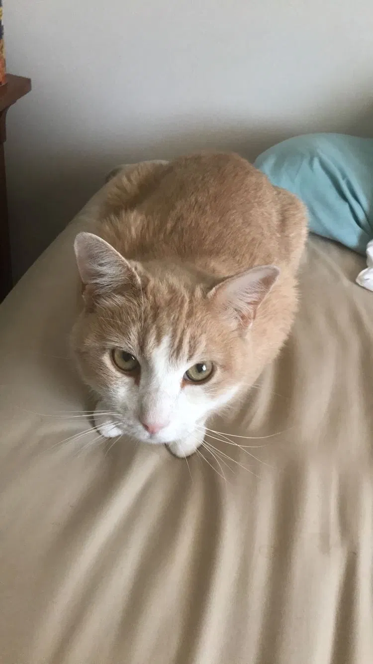 Lost cat in Sioux Falls, SD, 57106