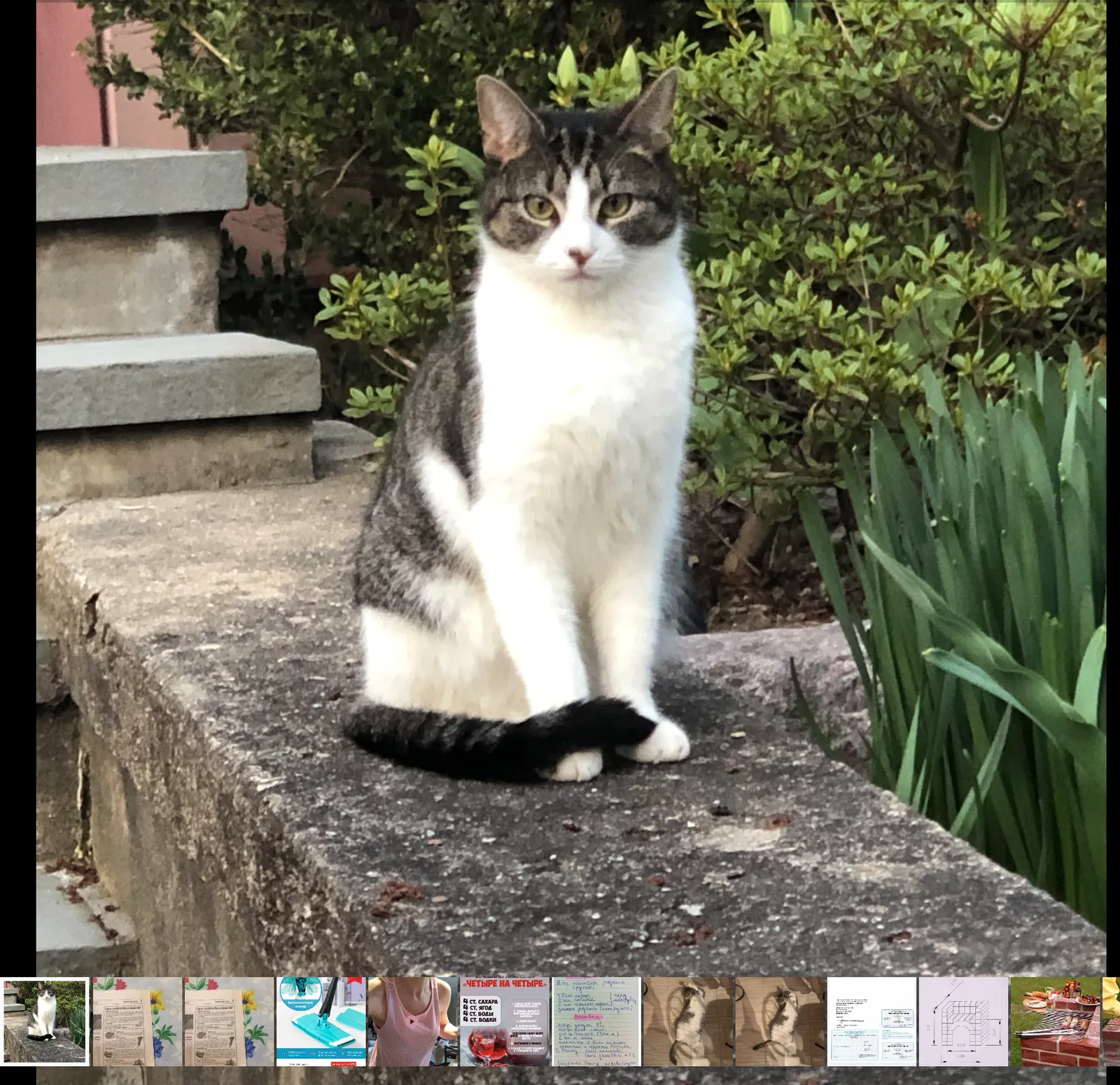 Lost cat in Stamford, CT, 6906