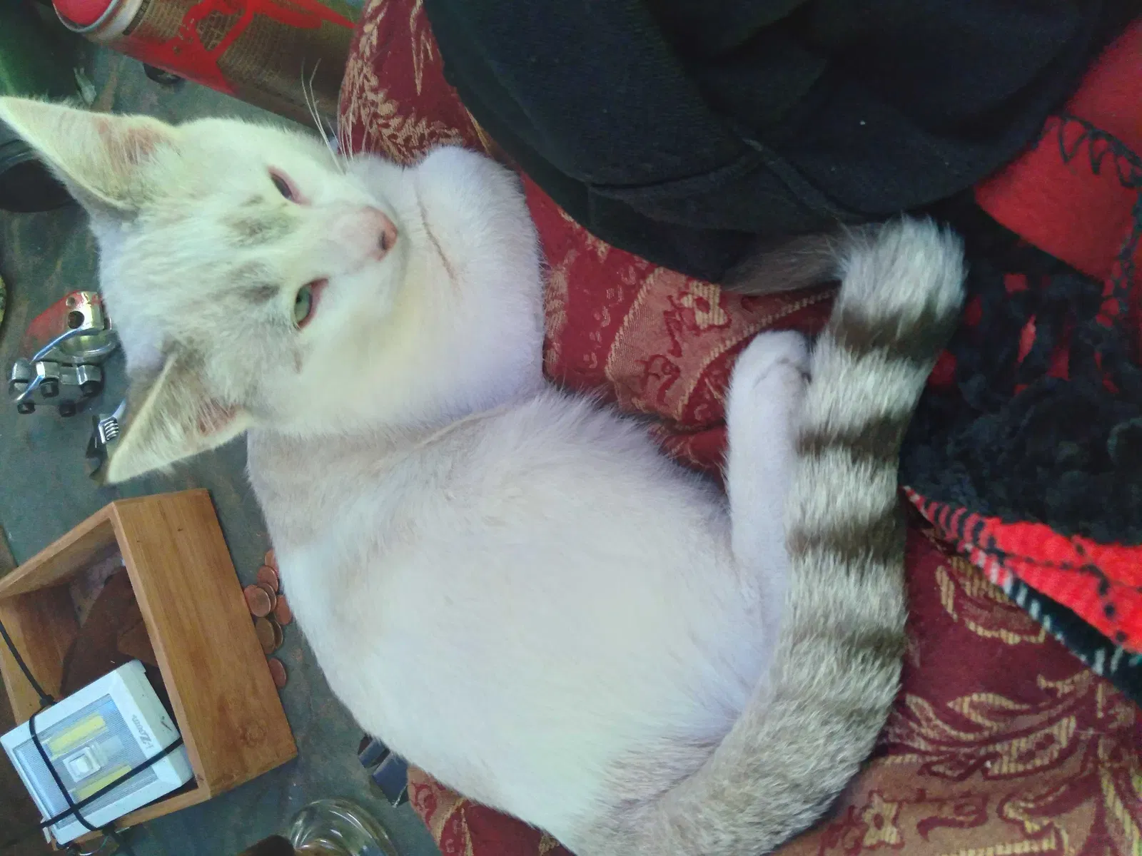 Lost cat in Santa Cruz, CA, 95060