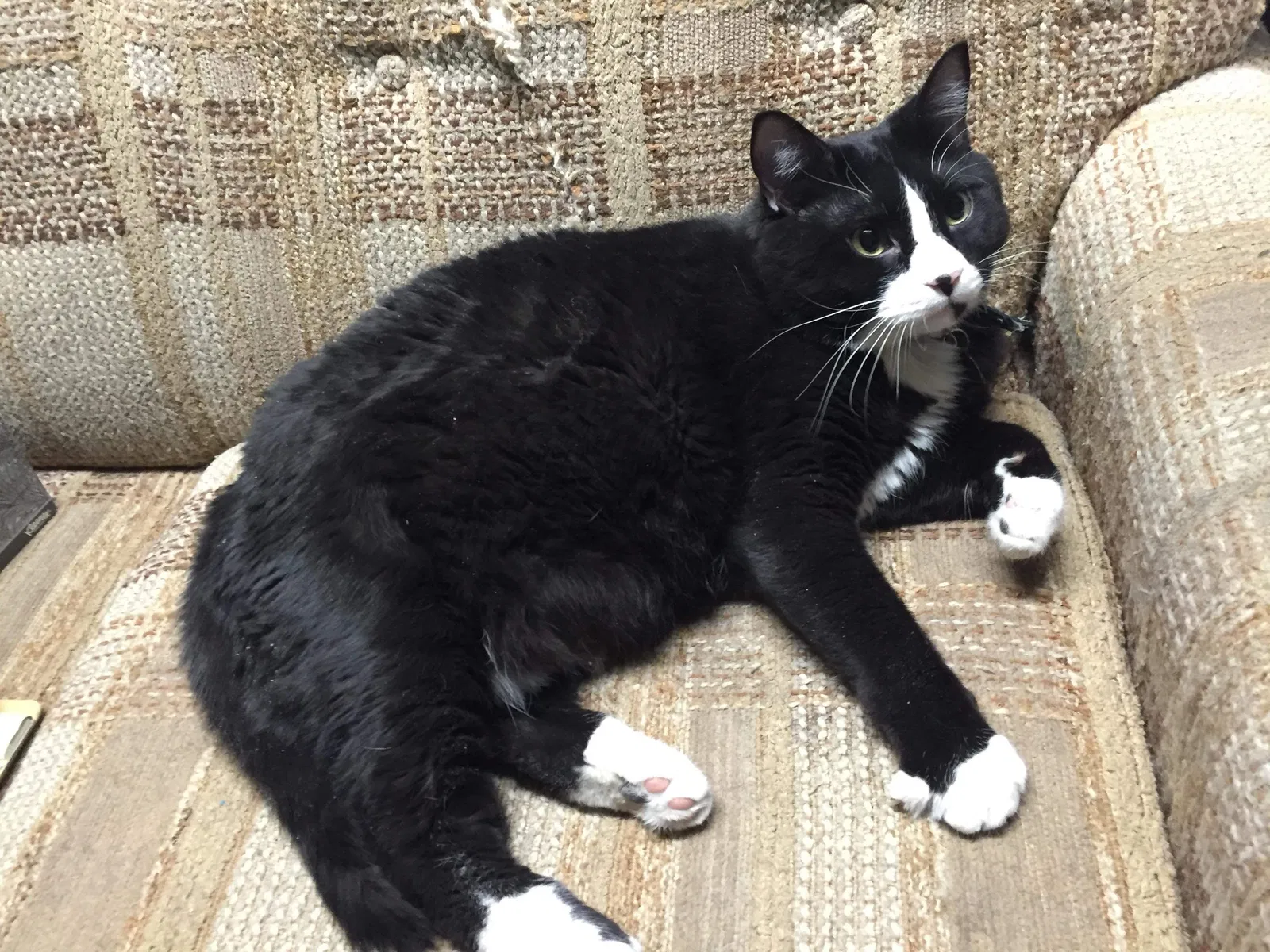 Lost cat in Fort Collins, CO, 80524