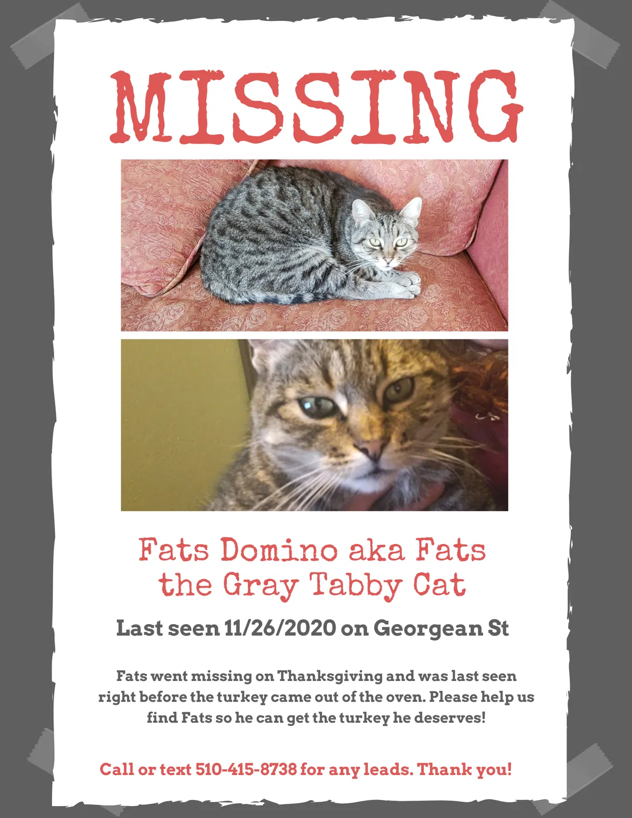 Lost cat in Hayward, CA, 94541