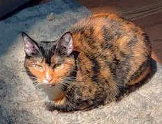 Lost cat in Coronado, CA, 92118