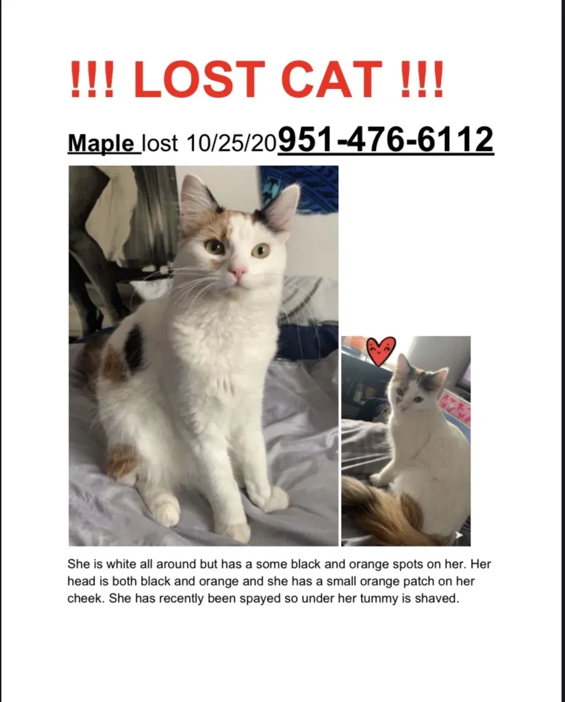 Lost cat in Corona, CA, 92883