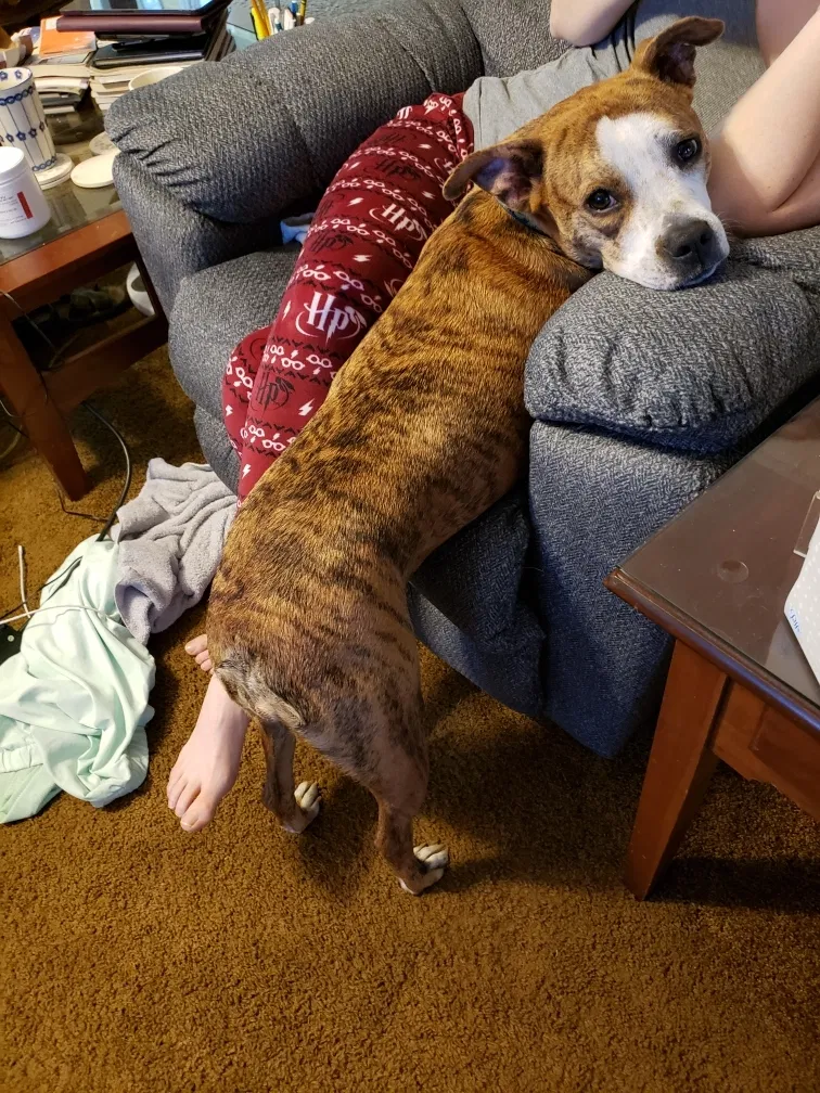 Lost dog in Tuscaloosa, AL, 35405