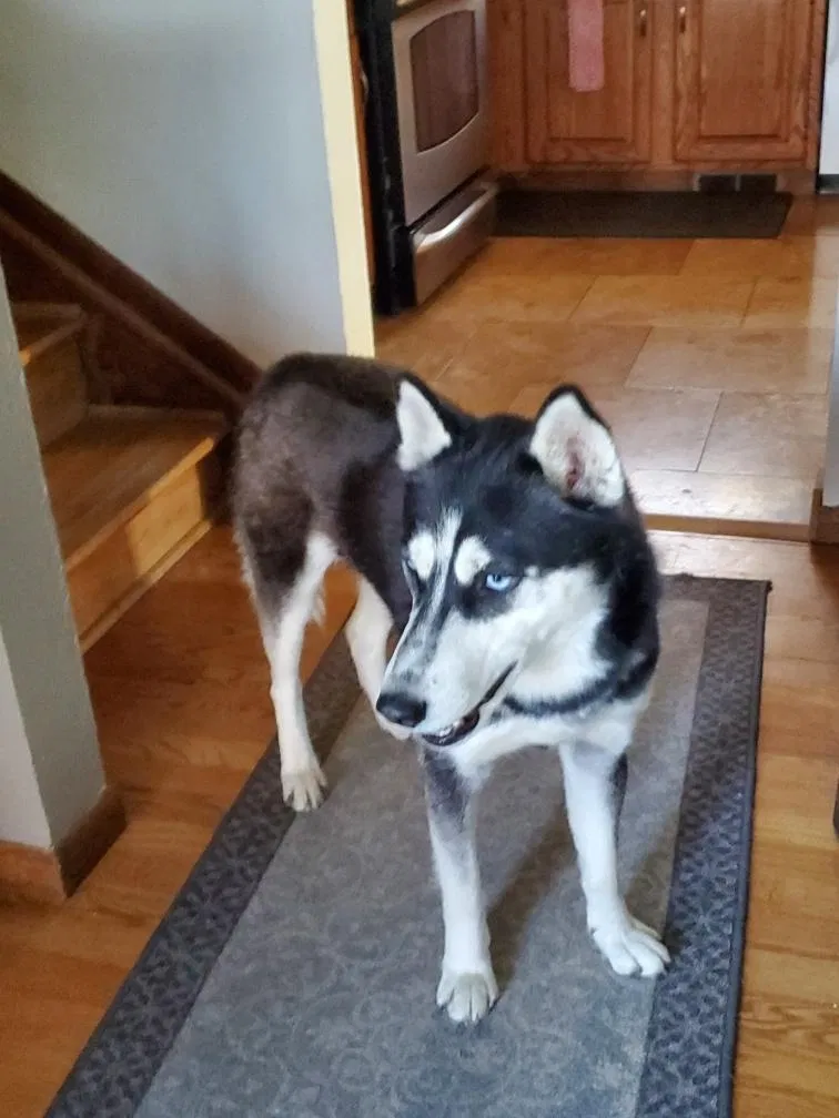 Lost dog in Denver, CO, 80211