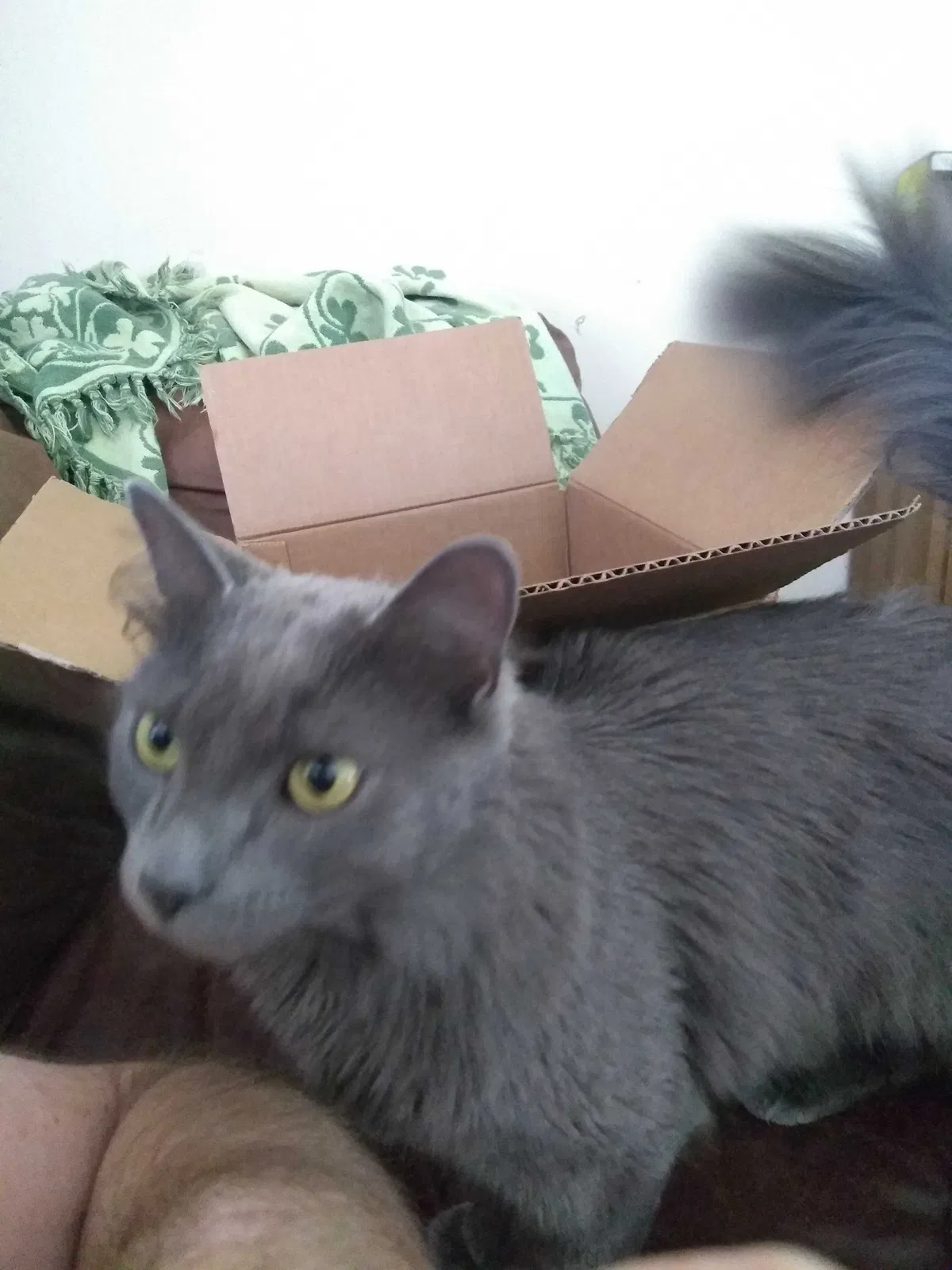 Lost cat in Antioch, IL, 60002