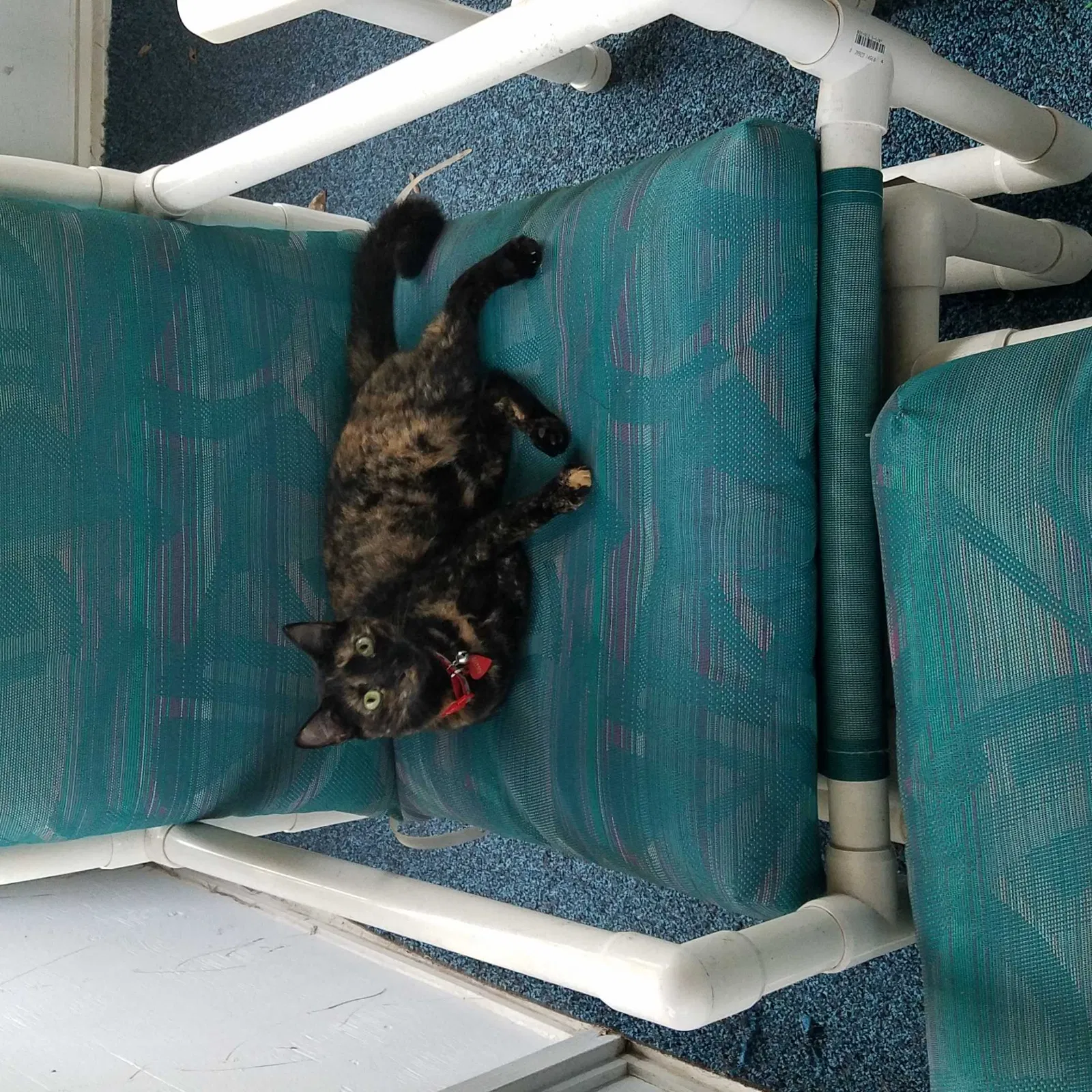 Lost cat in Keystone Heights, FL, 32656