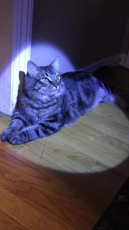 Lost cat in Riverside, CA, 92504