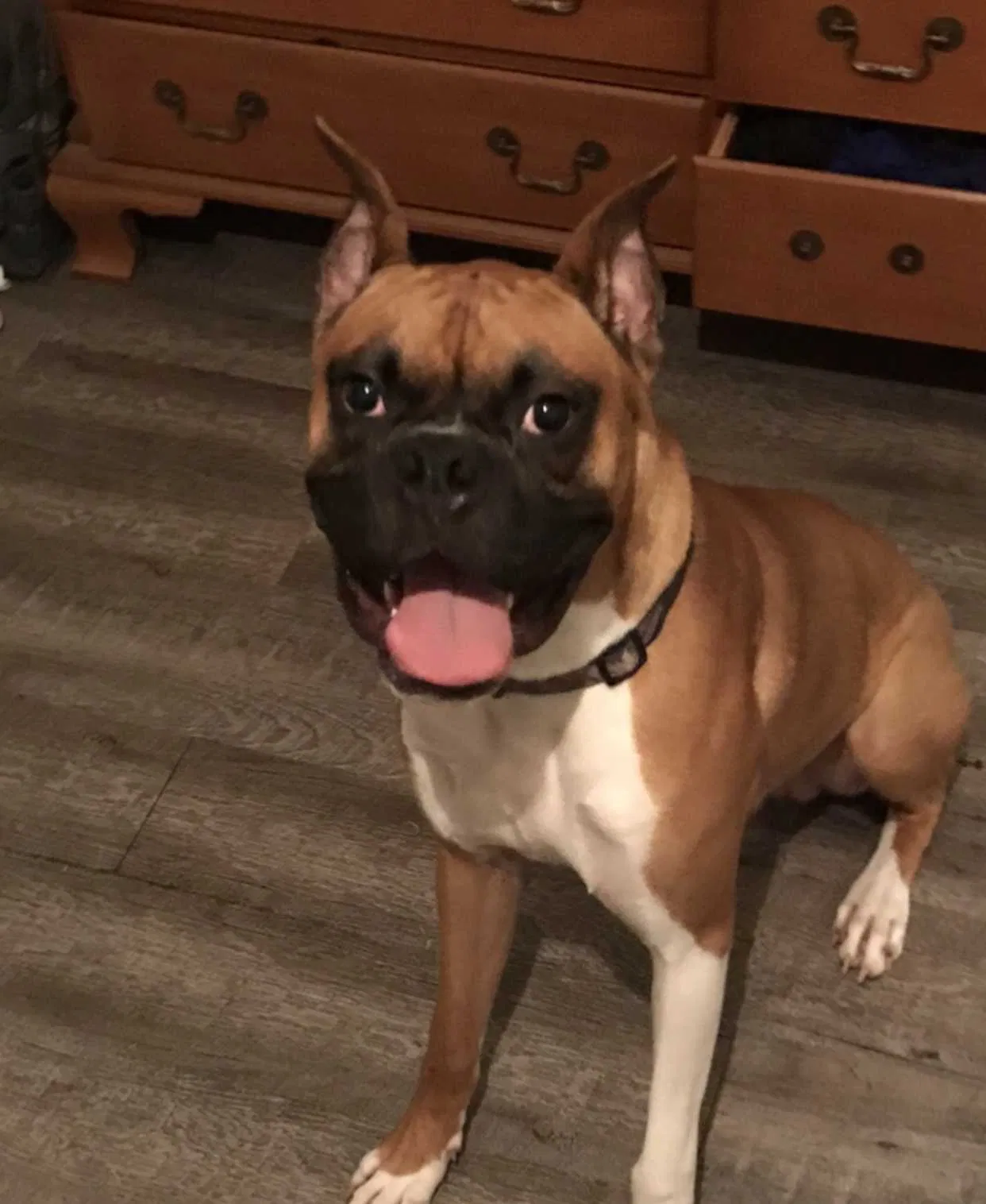Lost dog in Lake Charles, LA, 70601