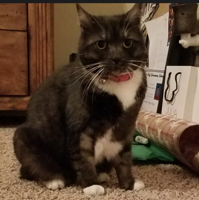 Lost cat in Arroyo Grande, CA, 93420