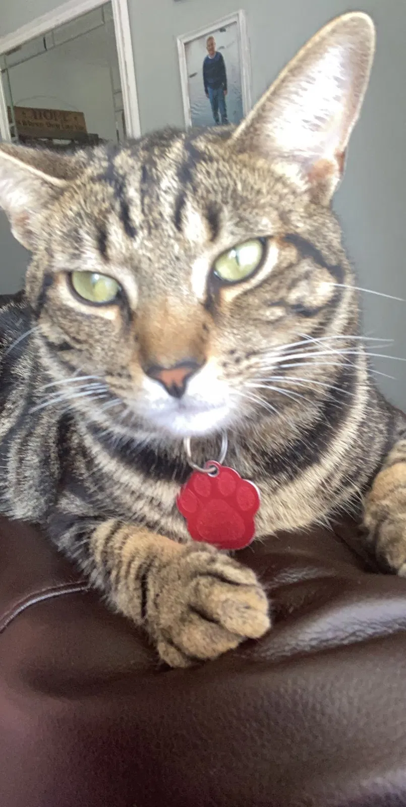 Lost cat in West Jefferson, OH, 43162