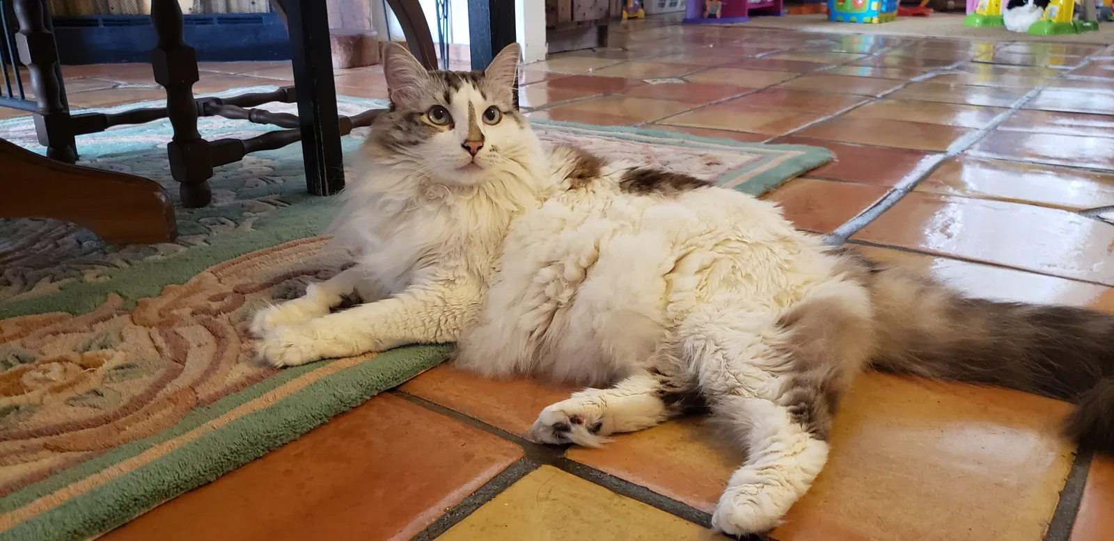 Lost cat in Tucson, AZ, 85742