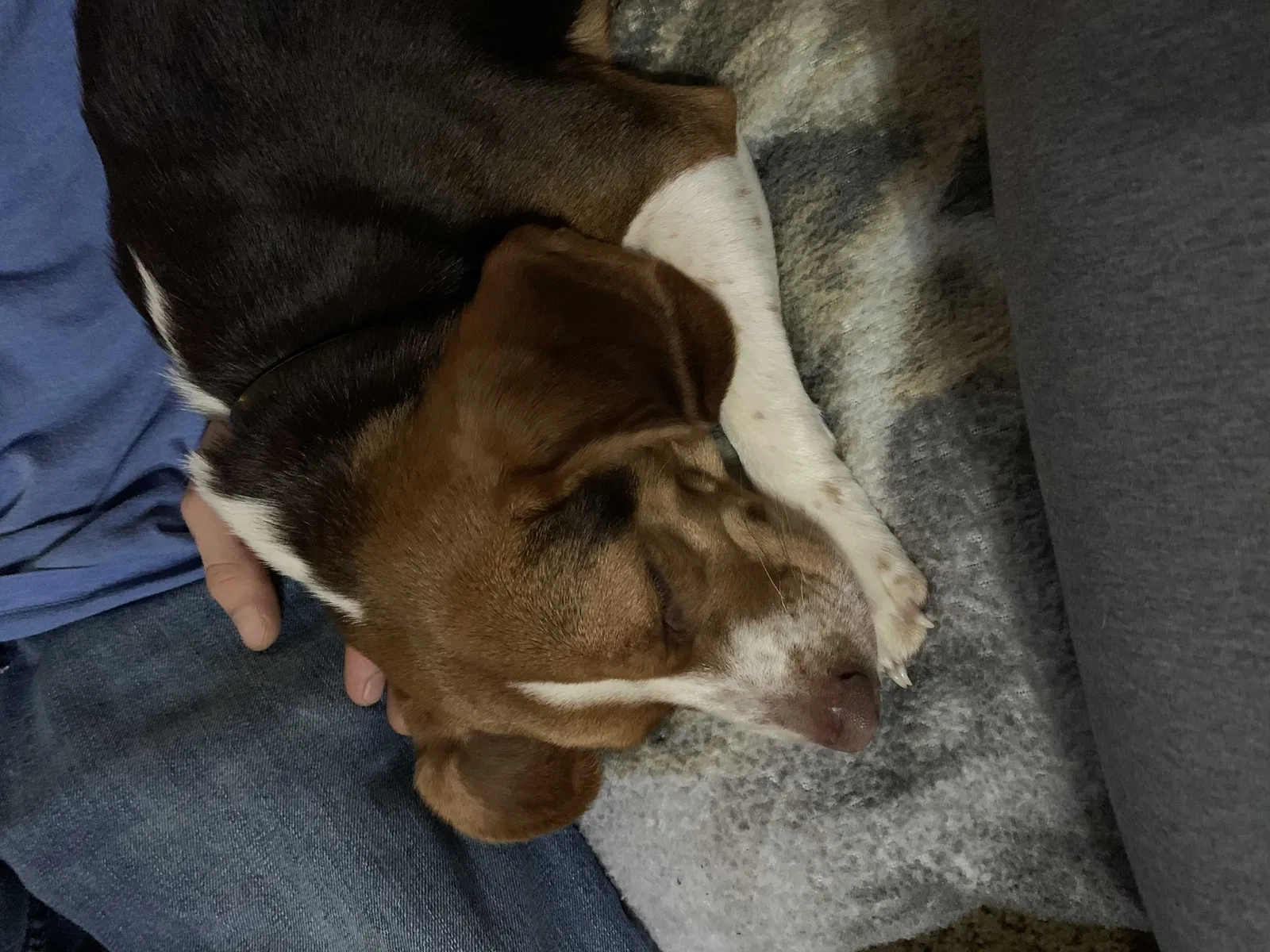 Lost dog in Southside, WV, 25187
