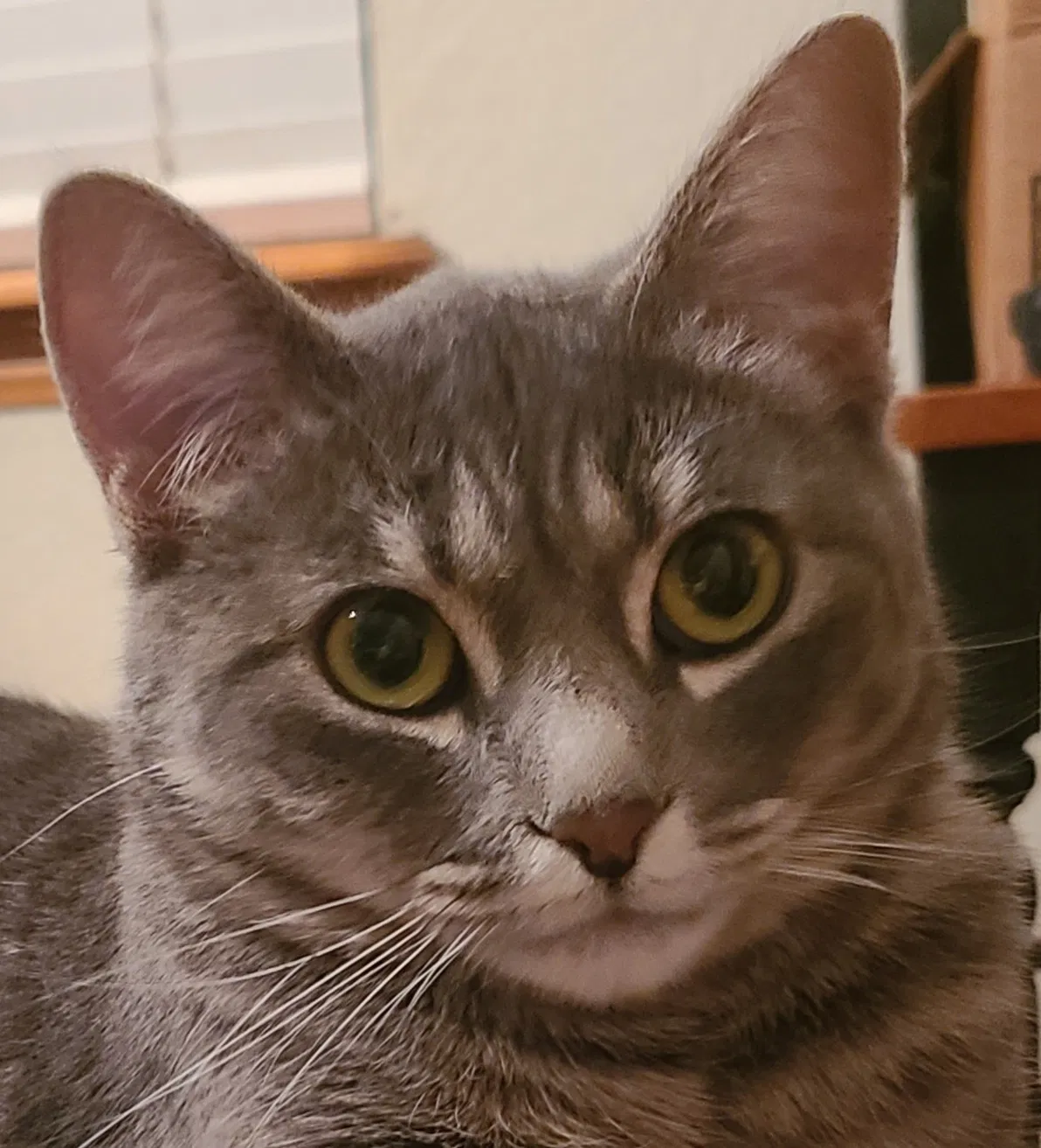 Lost cat in Wildomar, CA, 92595