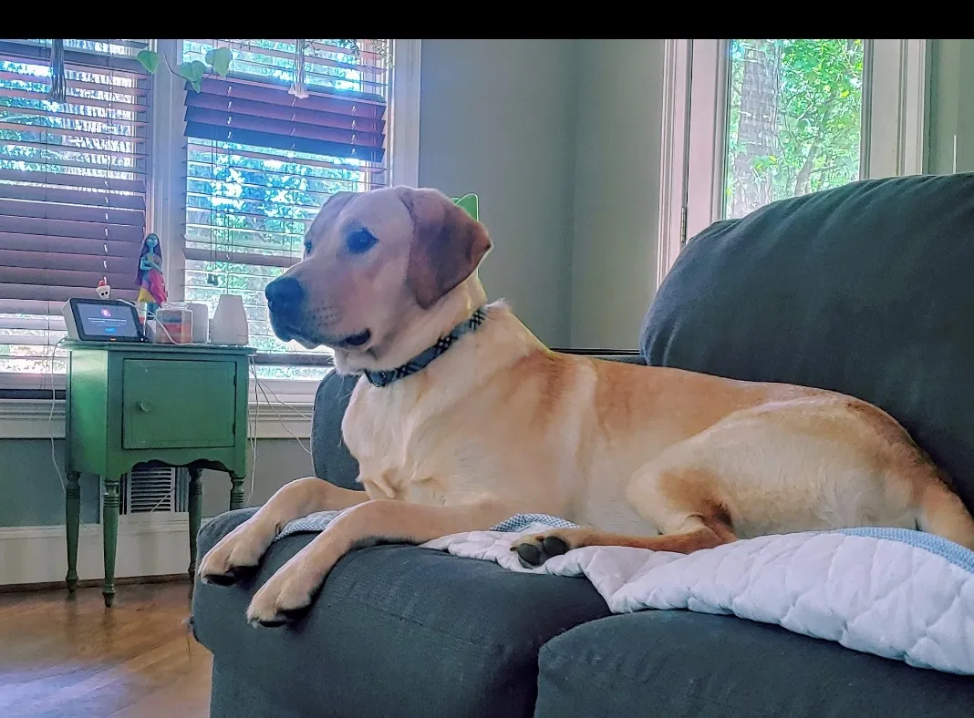 Lost dog in Lilburn, GA, 30047
