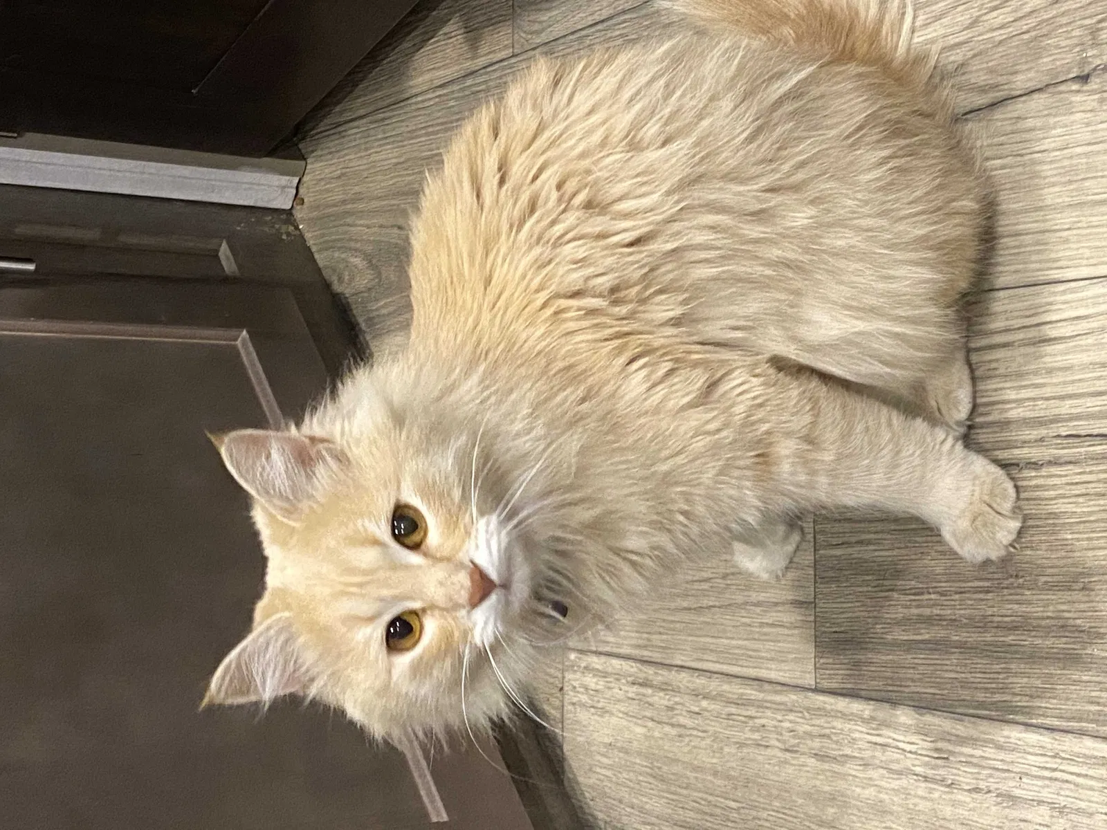 Lost cat in Chico, CA, 95928