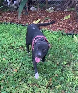 Found dog in Hollywood, FL, 33020
