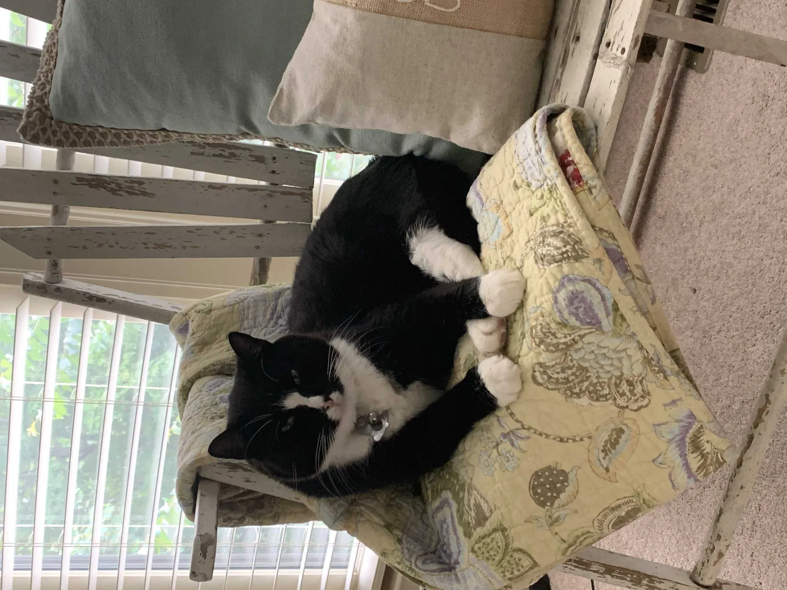 Lost cat in Cumming, GA, 30041