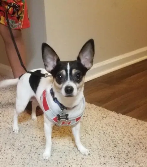 Lost dog in Norcross, GA, 30071