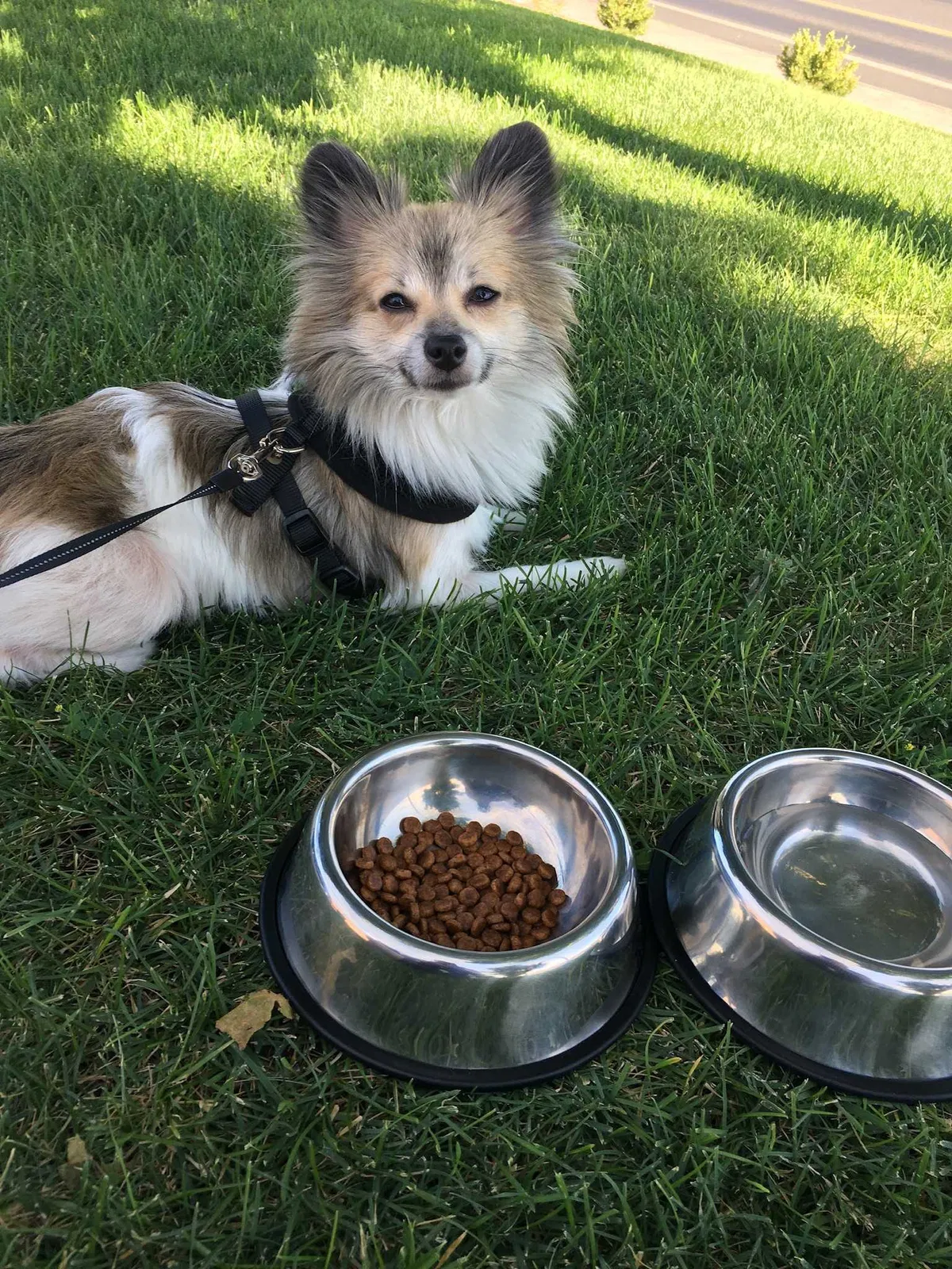 Found dog in Bellingham, WA, 98225
