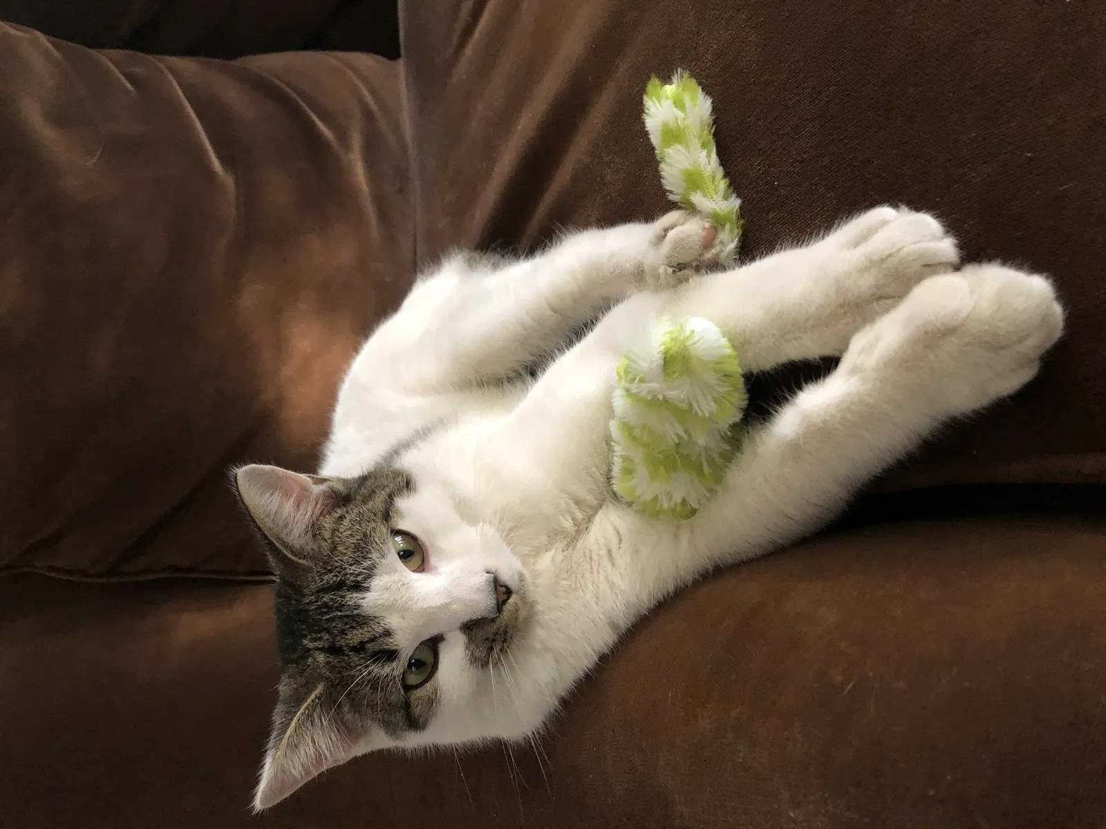 Lost cat in Lubbock, TX, 79411