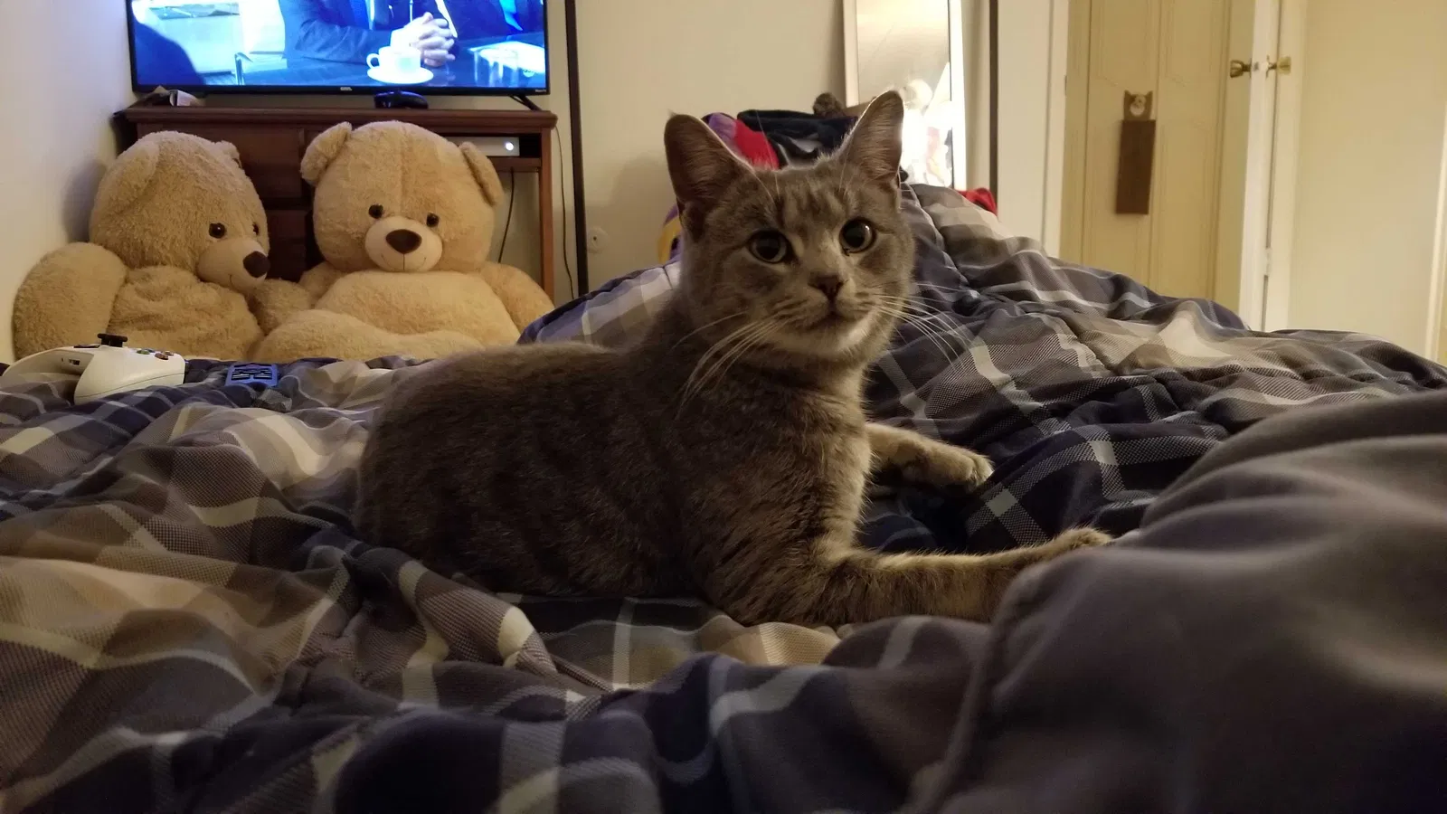 Lost cat in State College, PA, 16801
