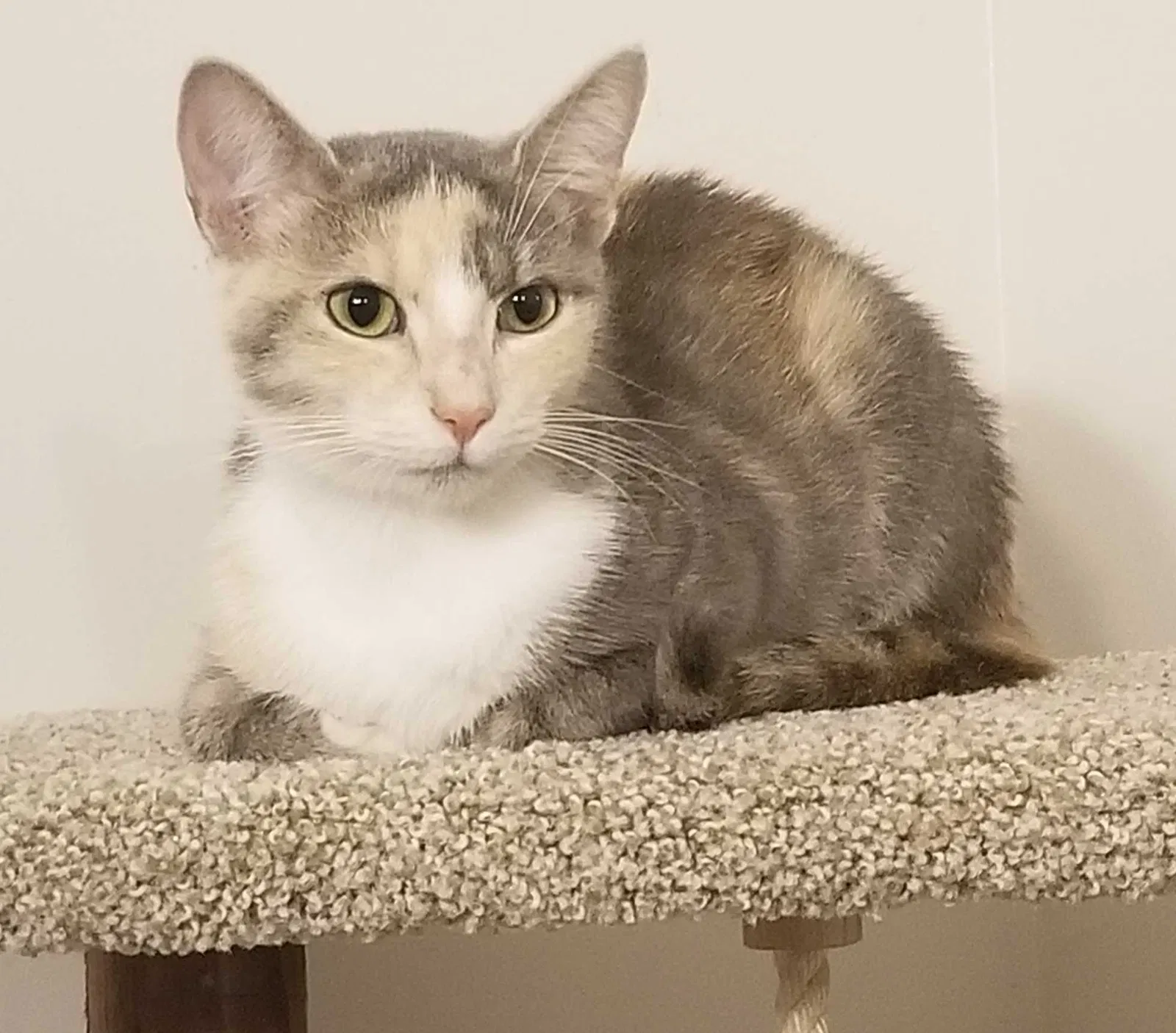Lost cat in Pfafftown, NC, 27040