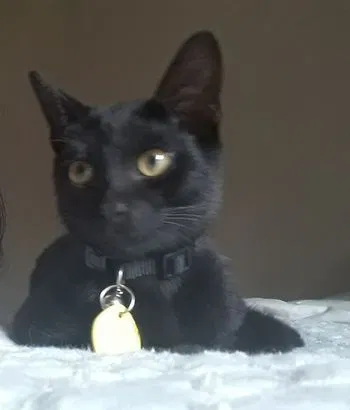 Lost cat in Dunnellon, FL, 34434