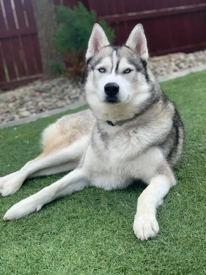 Lost dog in Fruita, CO, 81521