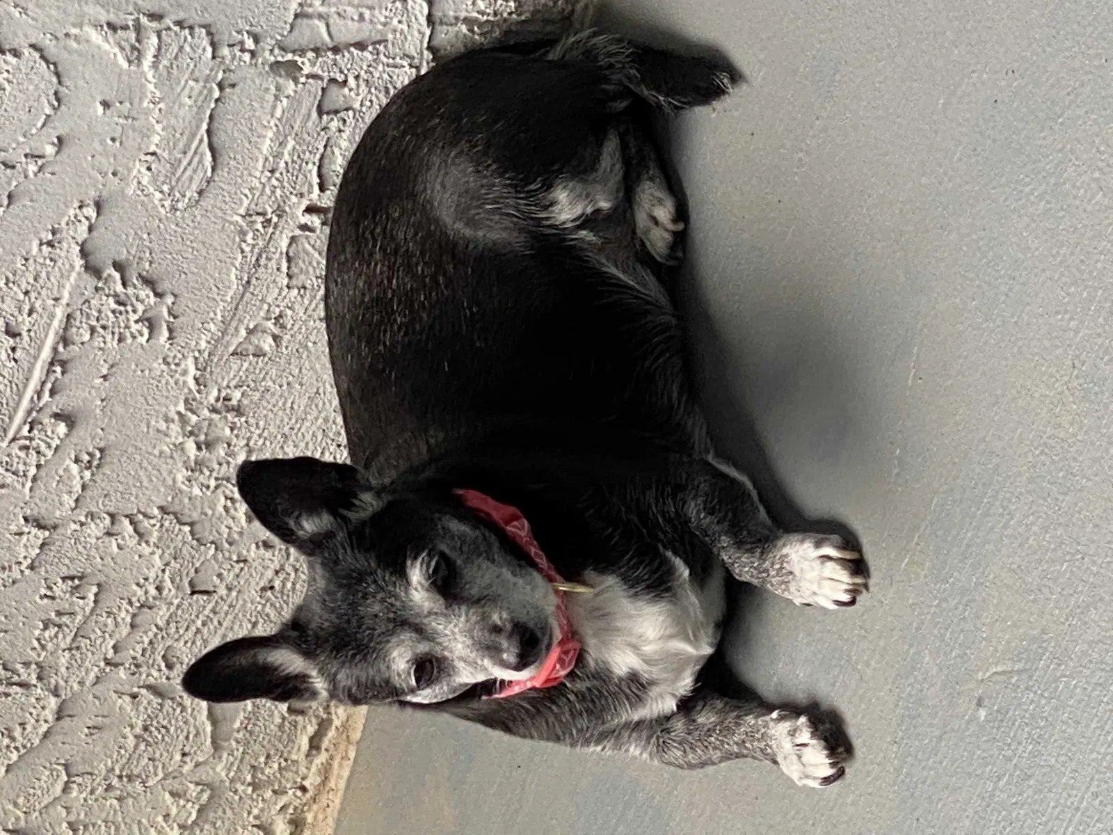 Lost dog in Mesa, AZ, 85203