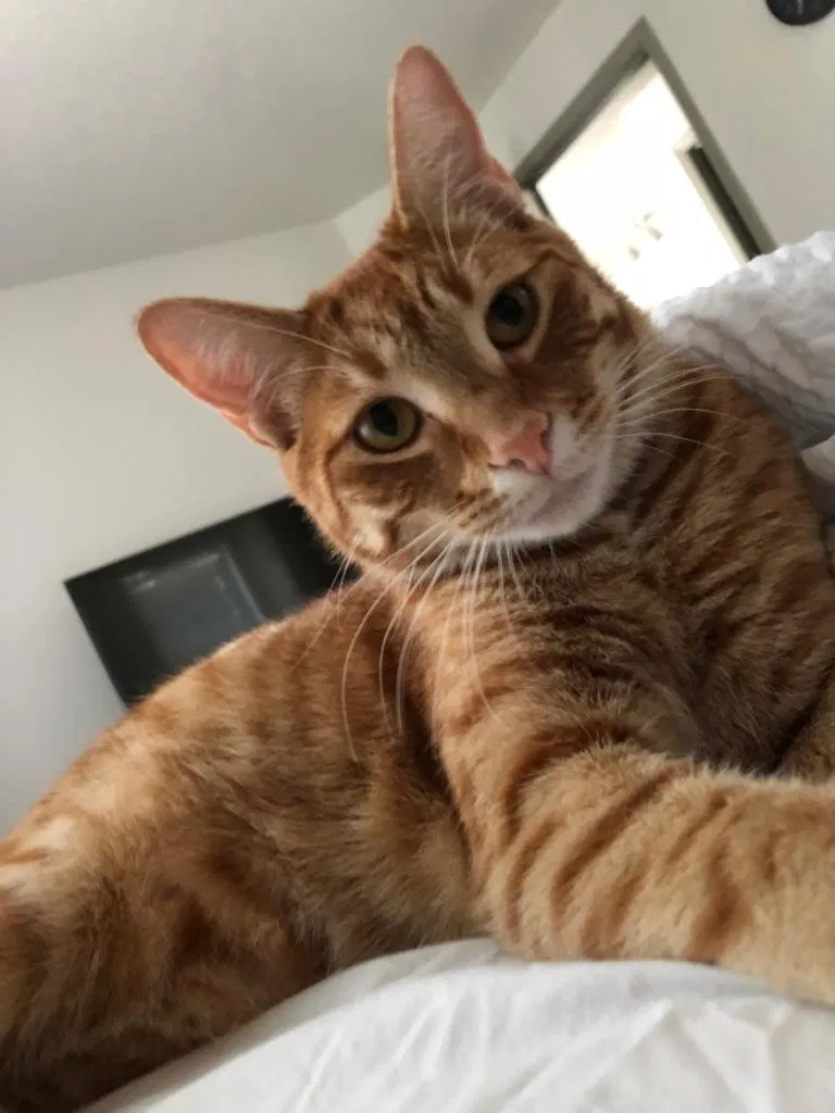 Lost cat in Saint Cloud, FL, 34771
