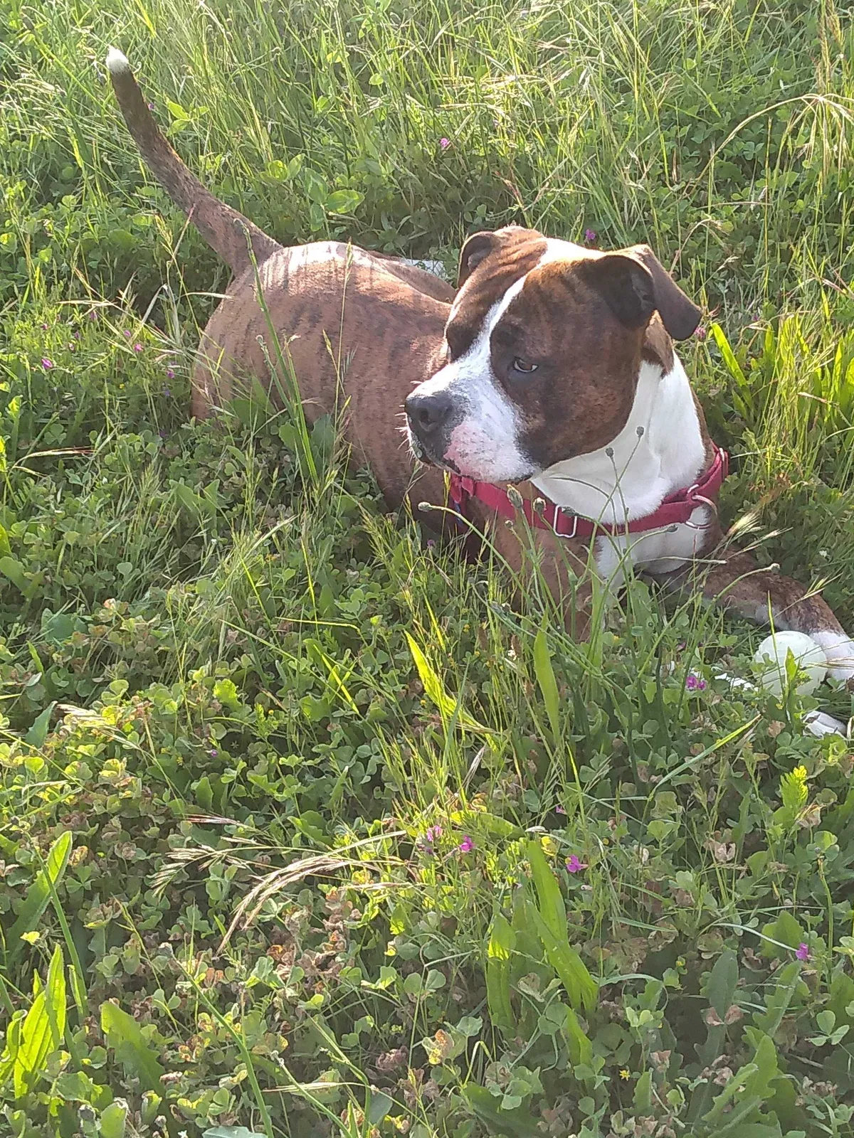 Lost dog in Salem, OR, 97301
