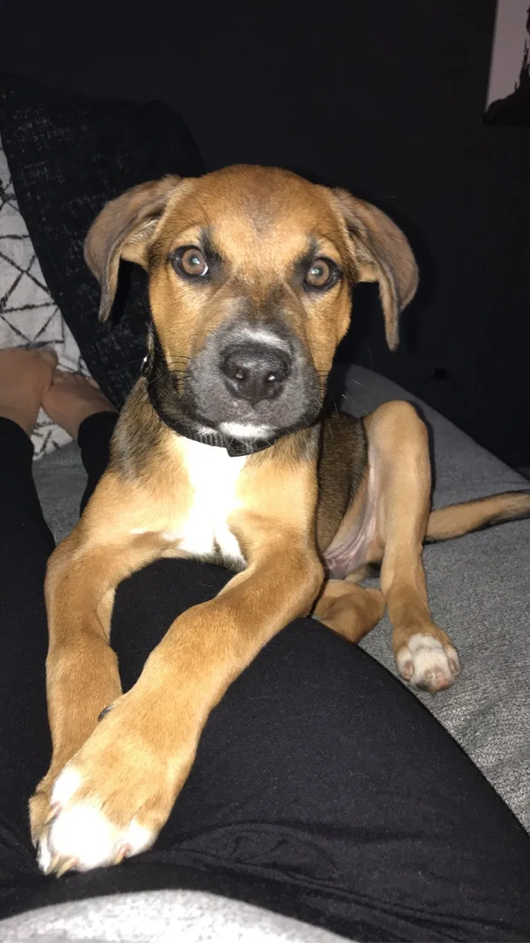 Lost dog in Sumter, SC, 29154