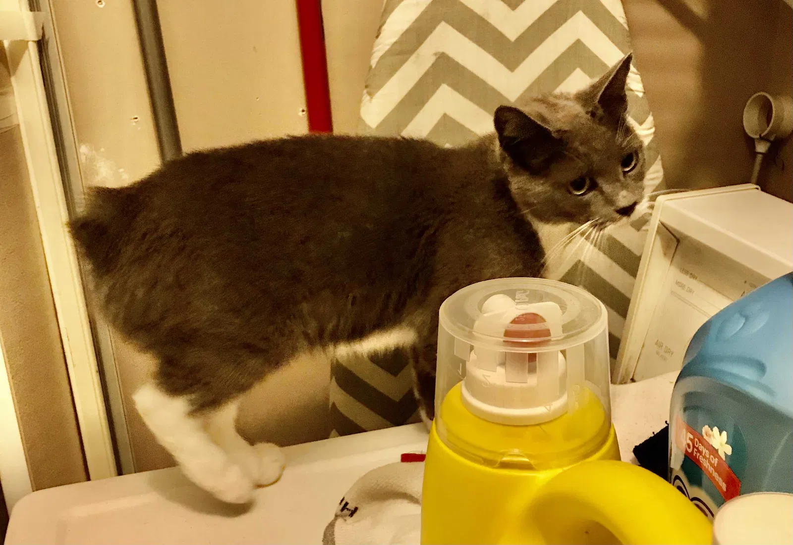 Lost cat in Johnson City, TN, 37604