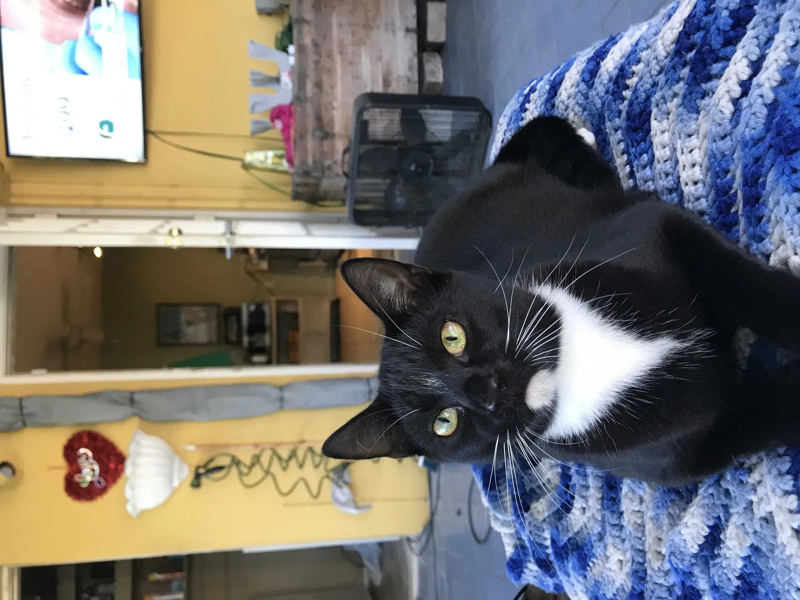 Lost cat in West Palm Beach, FL, 33405