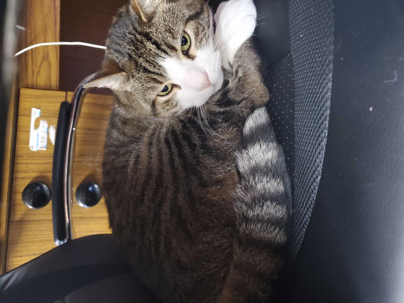Lost cat in San Francisco, CA, 94134