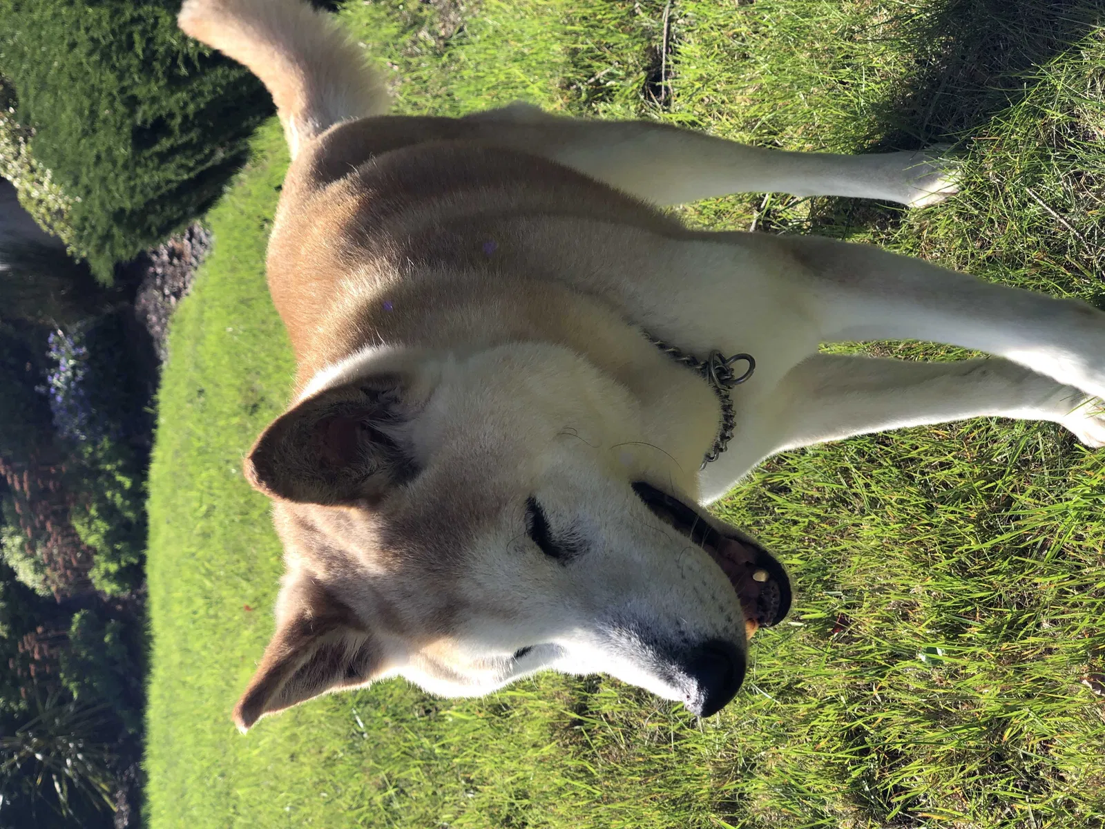 Lost dog in Bellevue, WA, 98005