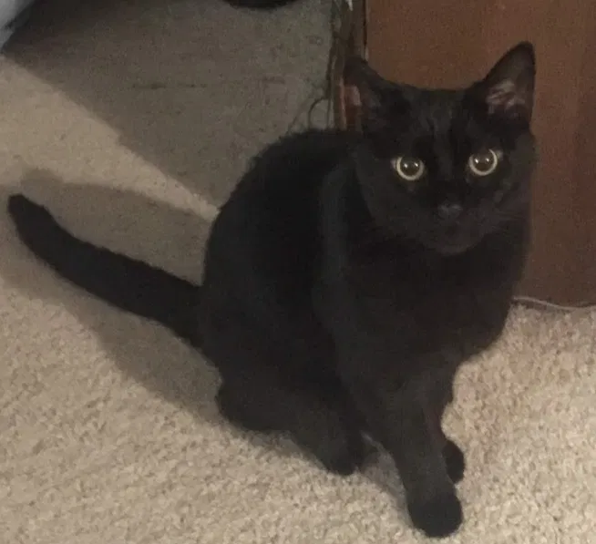 Lost cat in Seattle, WA, 98115